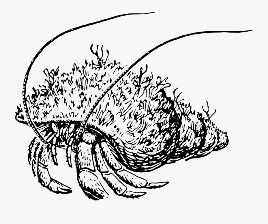 Animal, Crab, Crustacean, Hermit, Ocean, Sea - Cangrejo Ermitaño Dibujo, Transparent Clipart
