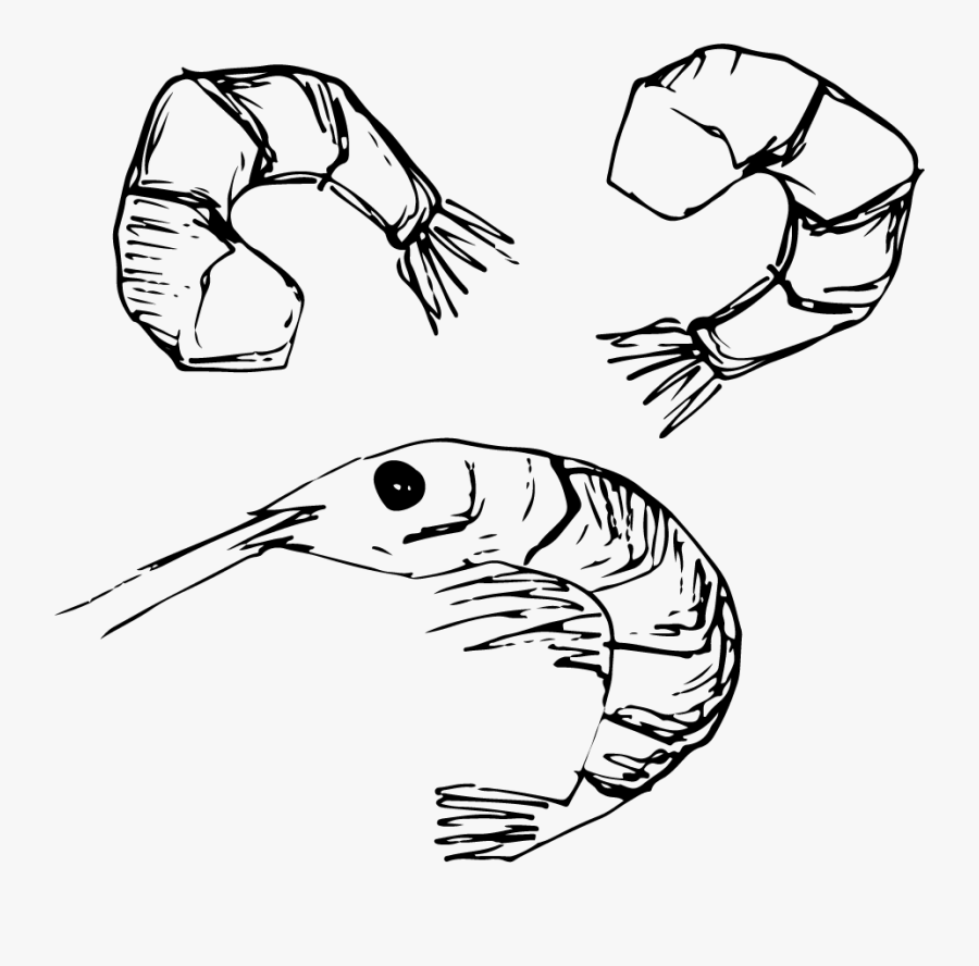 Prawns, Transparent Clipart