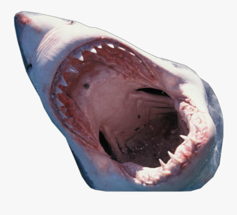 Shark Png Transparent Images - Shark Mouth Close Up, Transparent Clipart