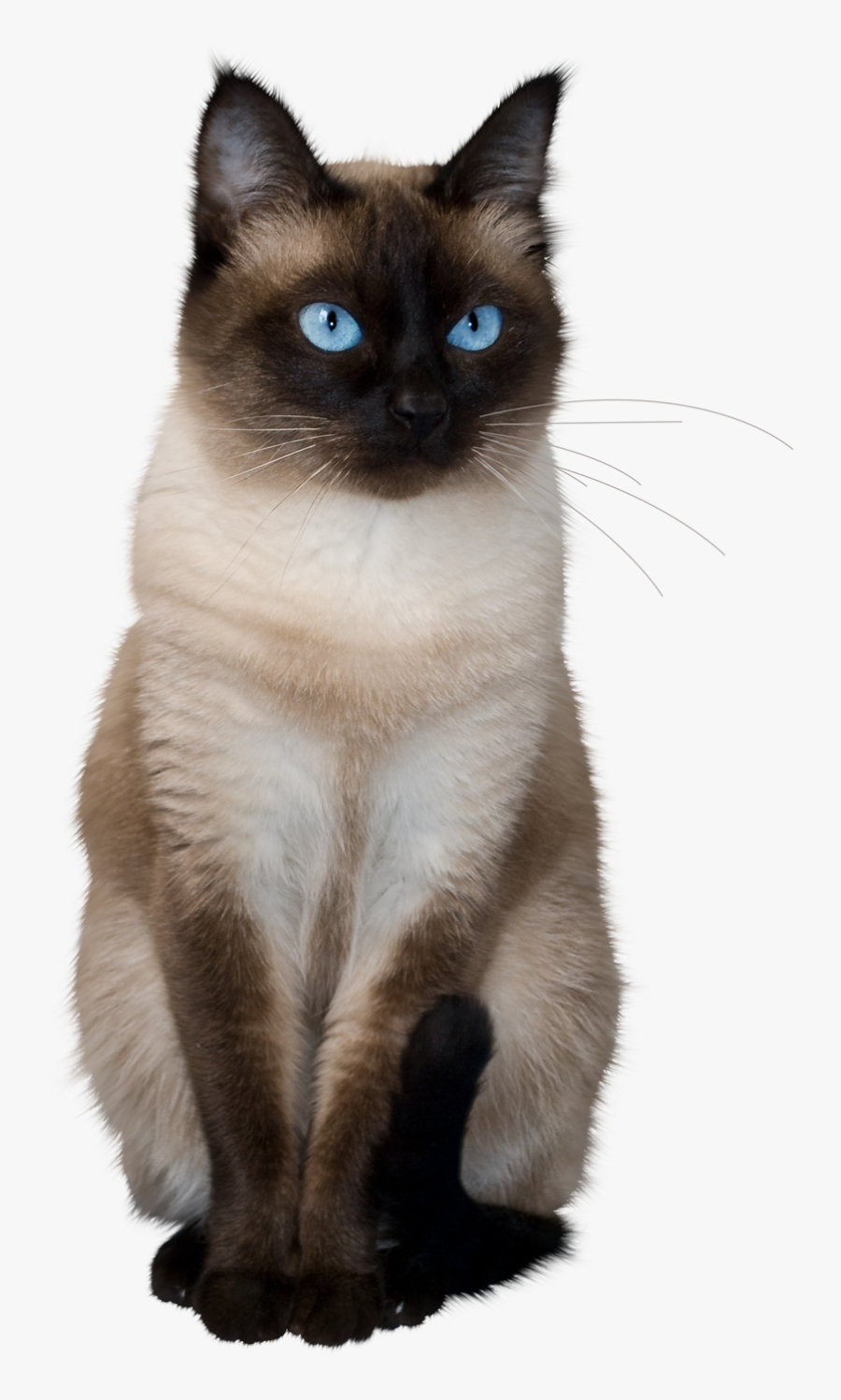 To Medium Sized Azules,asian Semi Longhair - Siamese Kittens Transparent Background, Transparent Clipart