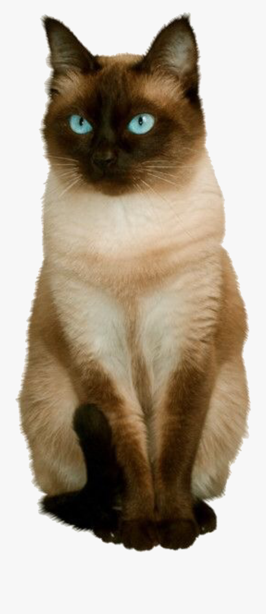 Siamese Cats, Cats And Kittens, Classic Style, Classic - Siamese Cat Transparent Background, Transparent Clipart