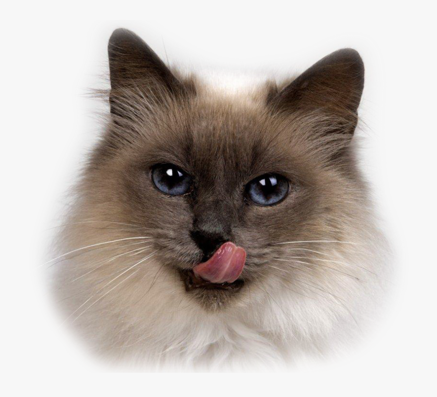 Clip Art Cat Himalayan Birman Persian - Siamese Fluffy Cat, Transparent Clipart