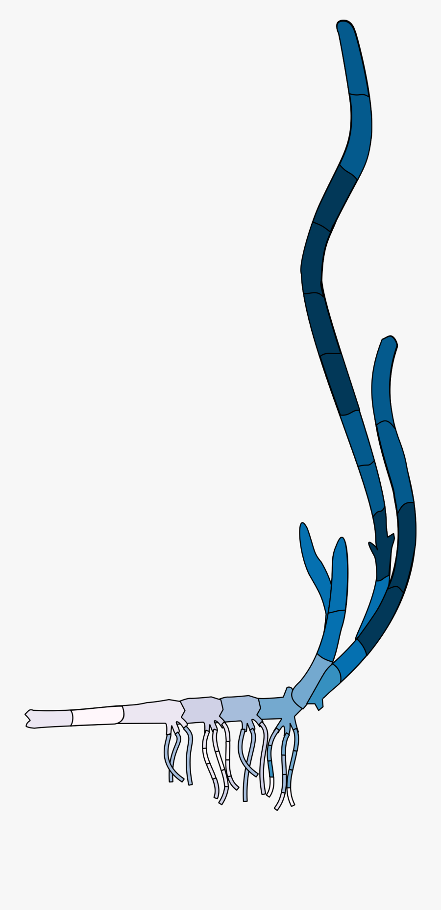 A And An Open, Transparent Clipart