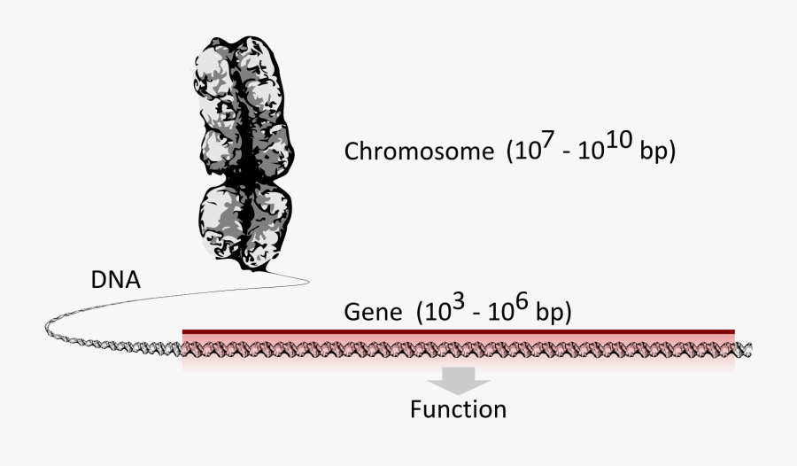 Transparent Micropipette Clipart - Chromosome, Transparent Clipart