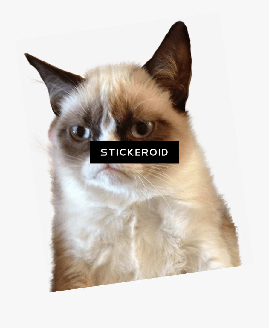 Cat Tongue Png, Transparent Clipart