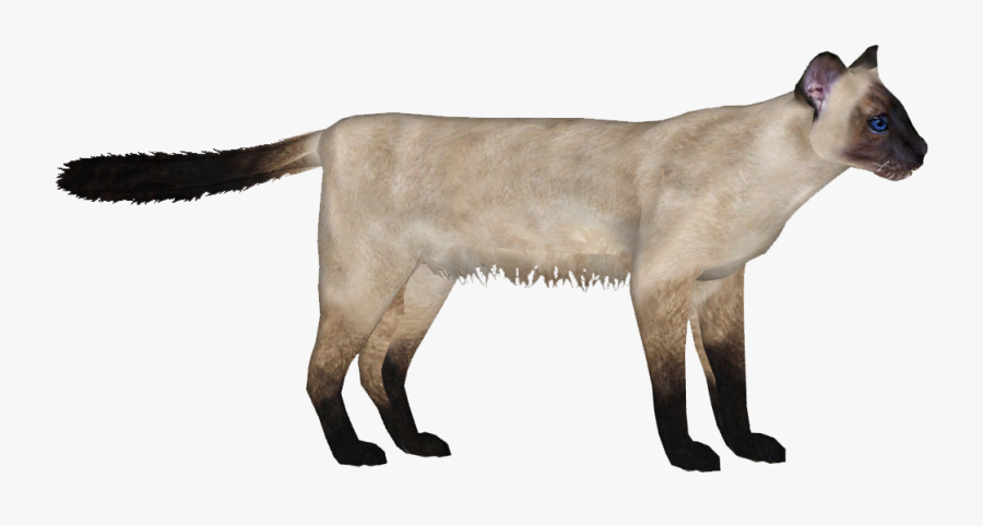 Siamese Cat - Siamese - Cattle, Transparent Clipart