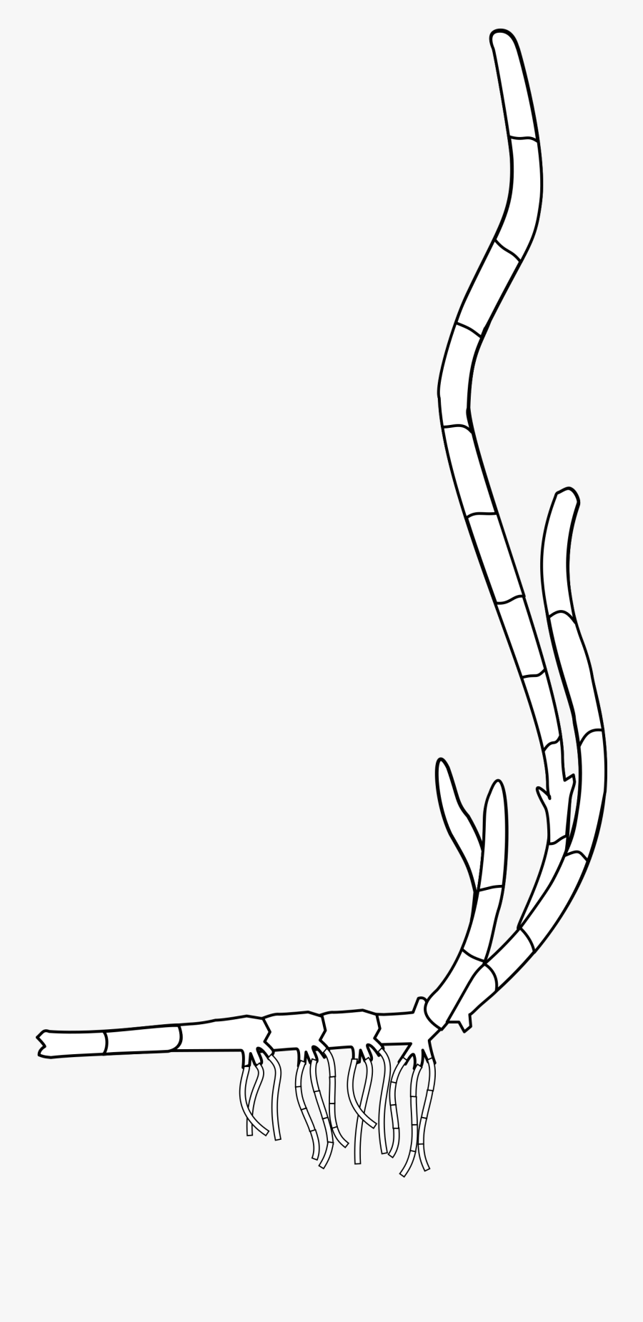 Zosteramarina3 - Line Art, Transparent Clipart