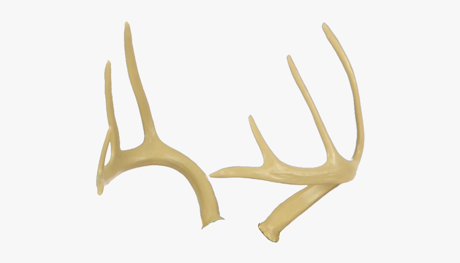 Antler Fallow Deer Elk Horn - Antler, Transparent Clipart