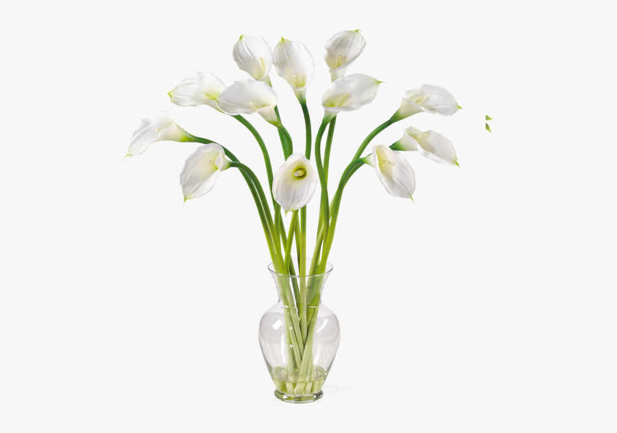 Arum-lily, Transparent Clipart