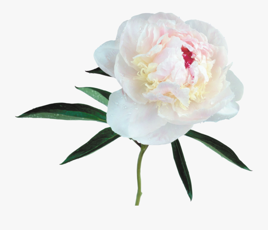 Flower Peony White Background, Transparent Clipart