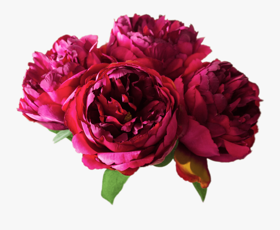 Peonies - Fuschia Peonies Flowers, Transparent Clipart