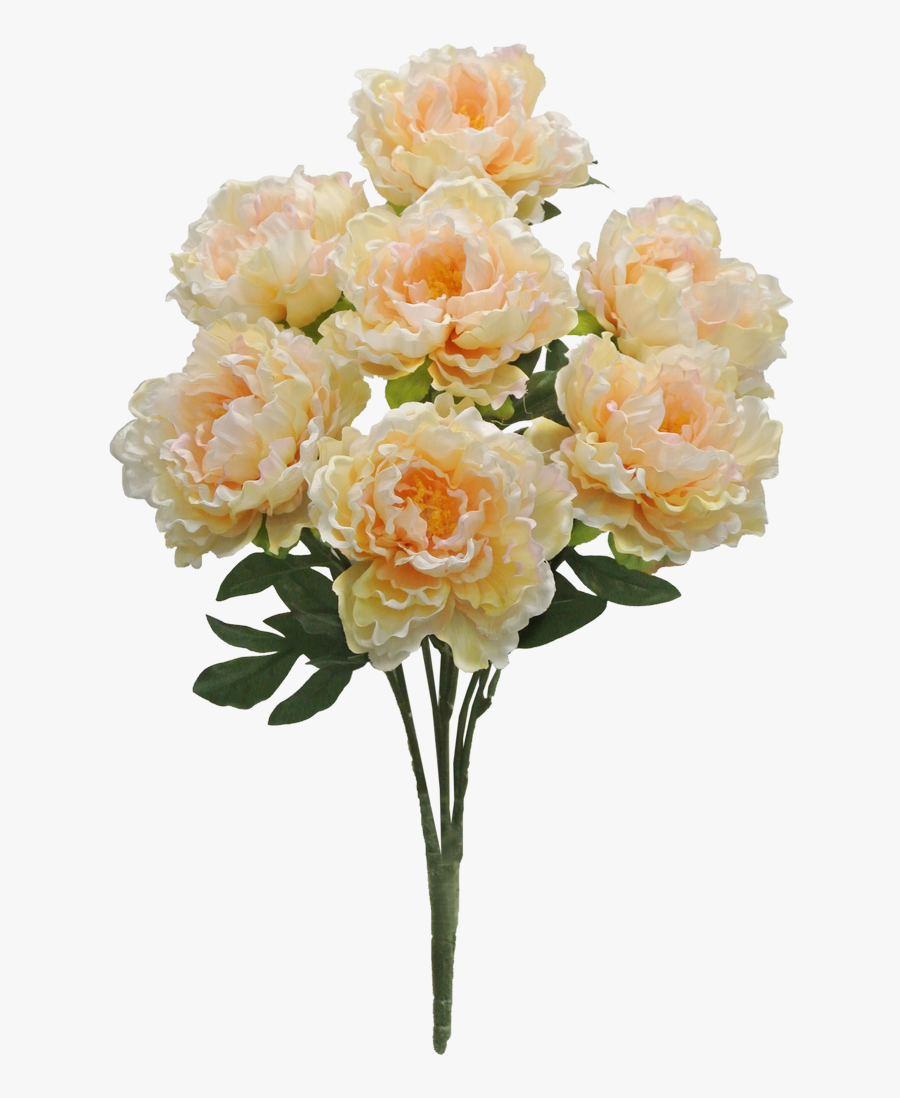 Clip Art Peach Peony Bush X - Garden Roses, Transparent Clipart