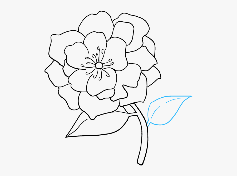 Clip Art Peonies Drawings - Flower Drawing Png, Transparent Clipart