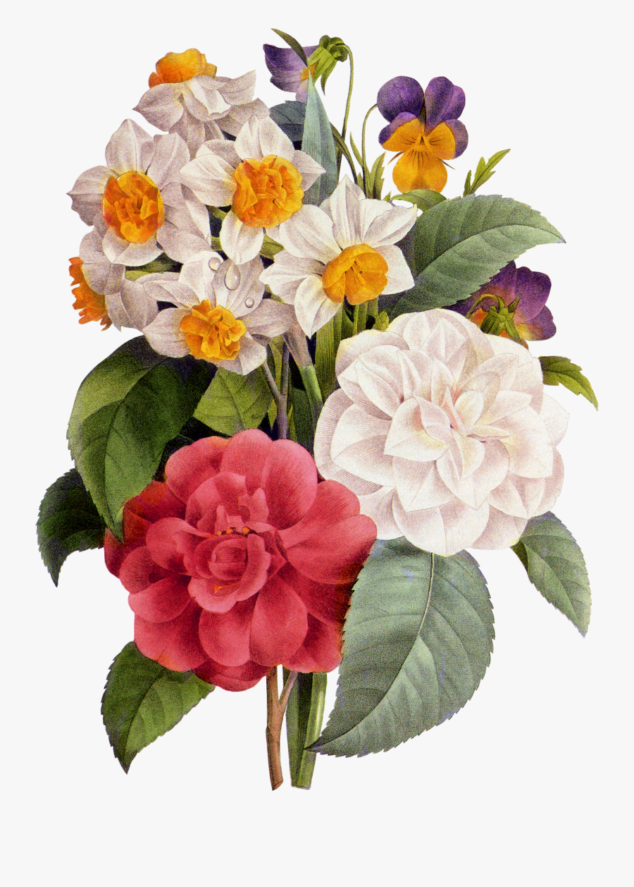 Пион Рисунок Пнг, Transparent Clipart