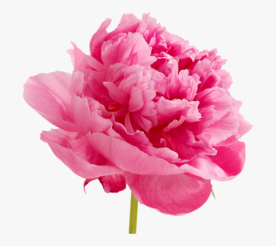 Download Peonies Png Image - Peonies Png, Transparent Clipart