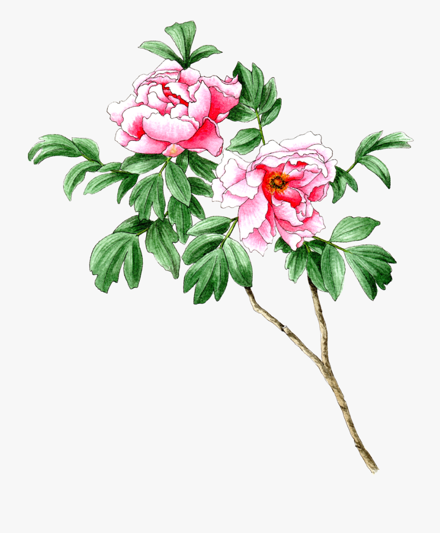 Garden Roses, Transparent Clipart