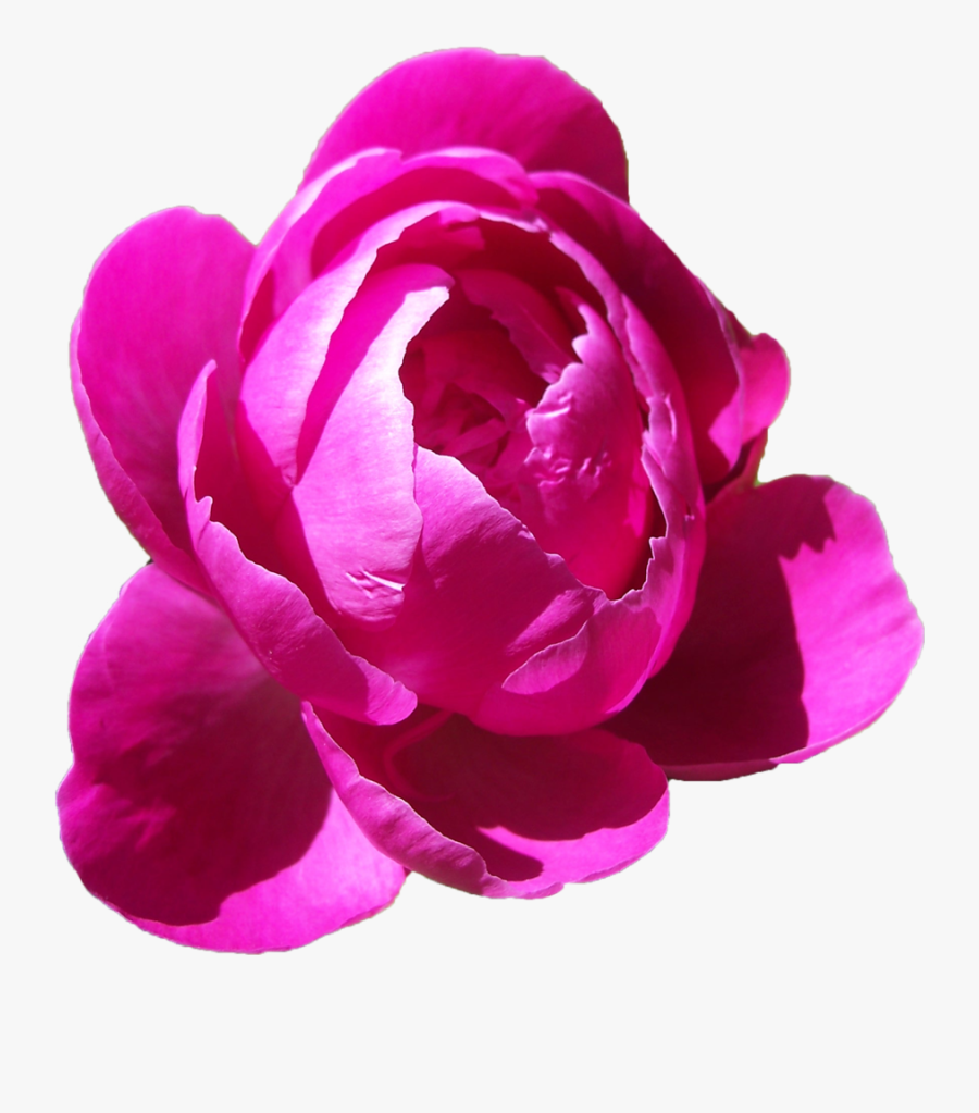 Peonies Png Free Download - Pink Peony Flower Png, Transparent Clipart