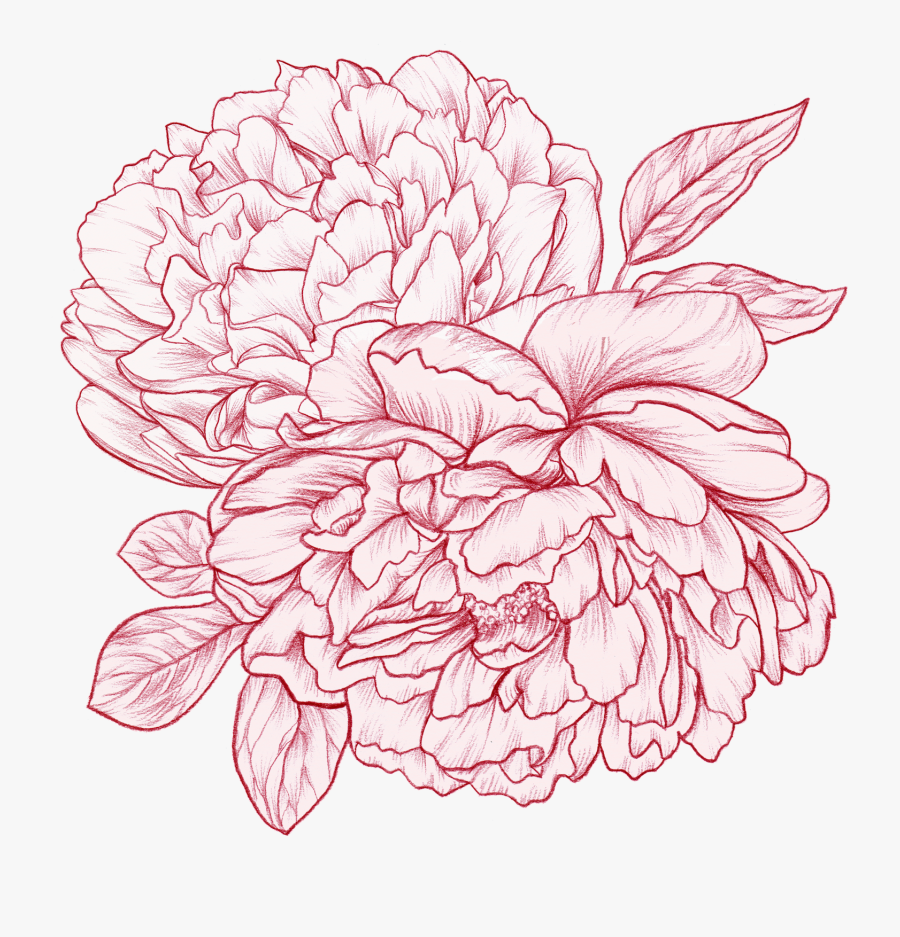 "pink Peony - Chrysanths, Transparent Clipart