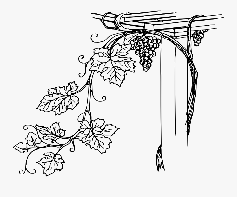 Grapevine 2 Clip Arts - Vines Black And White, Transparent Clipart