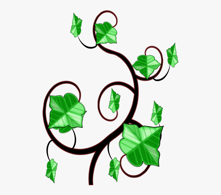 Common Ivy Computer Icons Vine Drawing - Clipart Ivy, Transparent Clipart