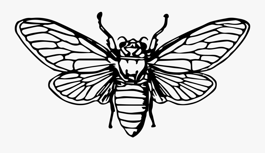 Thumb Image - Death Head Moth Drawing, Transparent Clipart