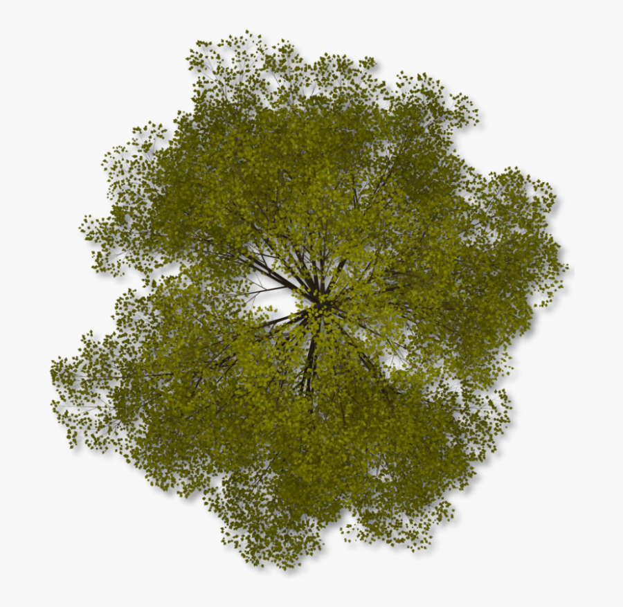 Tree Plan Transparent Background, Transparent Clipart