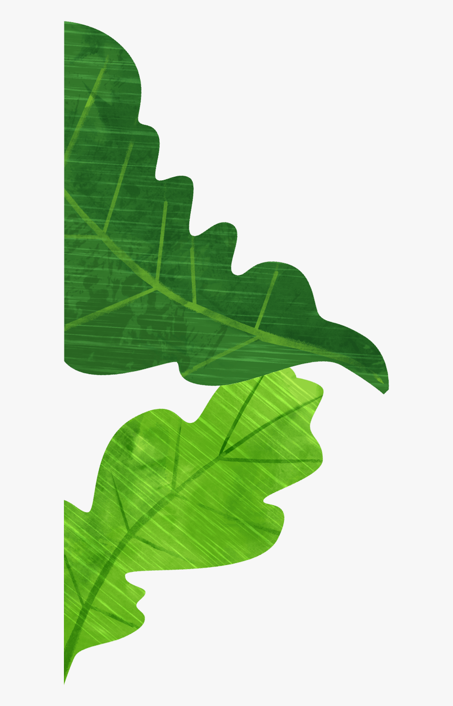 Roots-leaves01 - Gambel Oak, Transparent Clipart