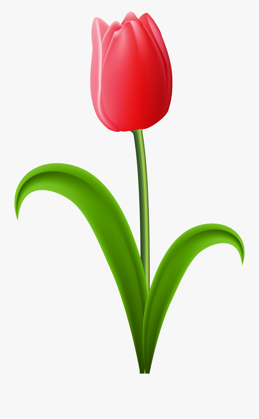 Red Tulip Clipart - Red Tulips Transparent Background, Transparent Clipart