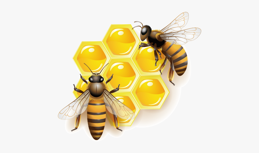 Honey Bee Clip Art - Transparent Background Honey Bee Clipart, Transparent Clipart