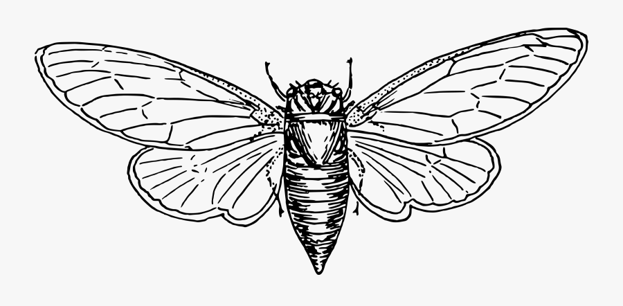 Locust Svg Clip Arts - Locust Vector, Transparent Clipart