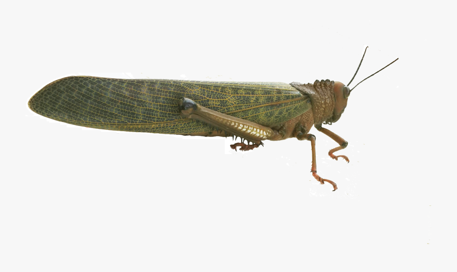 Band Winged , Free Transparent Clipart ClipartKey