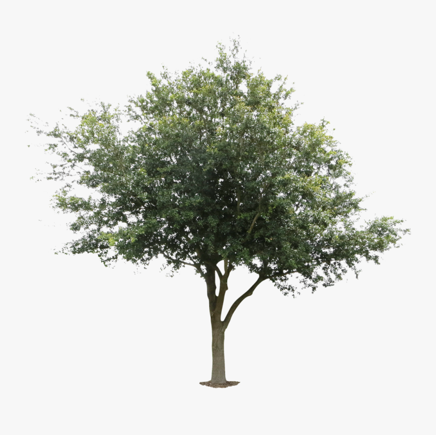 Tree Architecture Oak Black Locust Deciduous - Young Oak Tree, Transparent Clipart