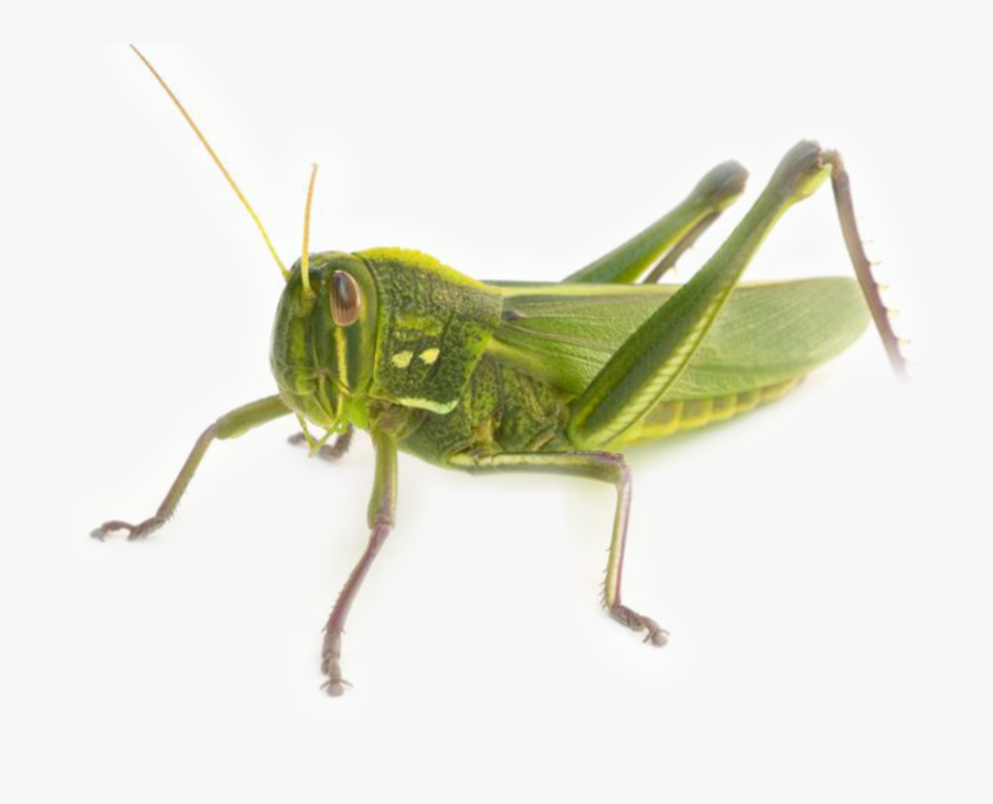 #grasshopper - Grasshopper Transparent Background, Transparent Clipart