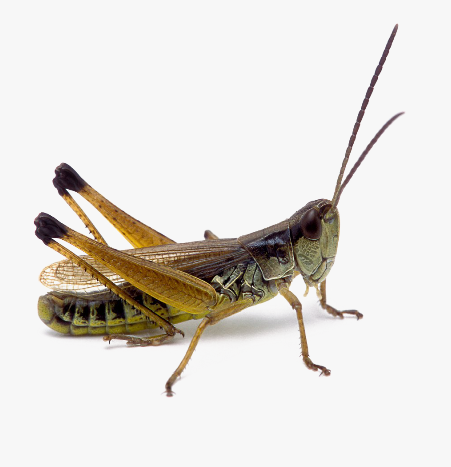 Transparent Grasshopper Png - Png Realistic Transparent, Transparent Clipart