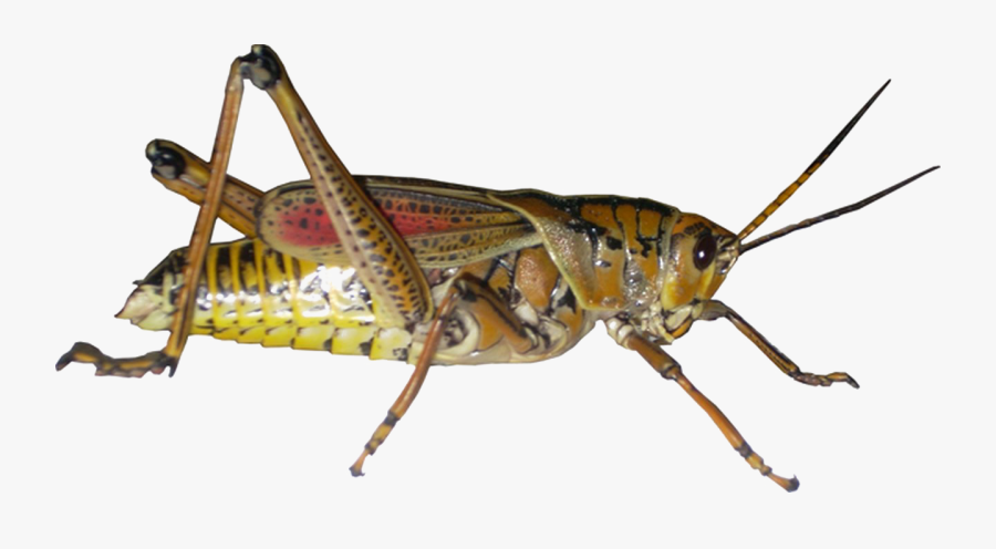 Grasshopper Png, Transparent Clipart