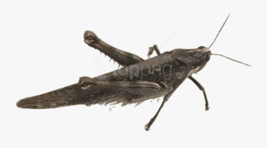 Winged Insect,arthropod,cricket - Locust, Transparent Clipart