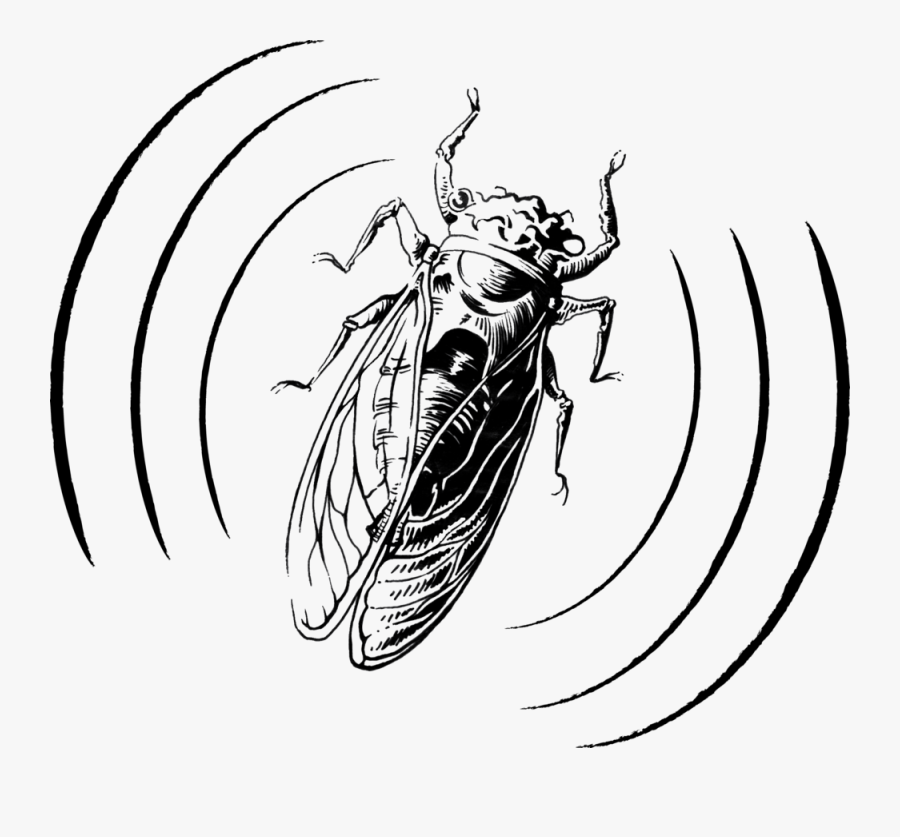 Cicada Audio Logo Design, Clipart - Line Art, Transparent Clipart