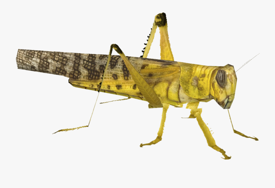 Transparent Cricket Bug Png - Yellow Locust Transparent, Transparent Clipart