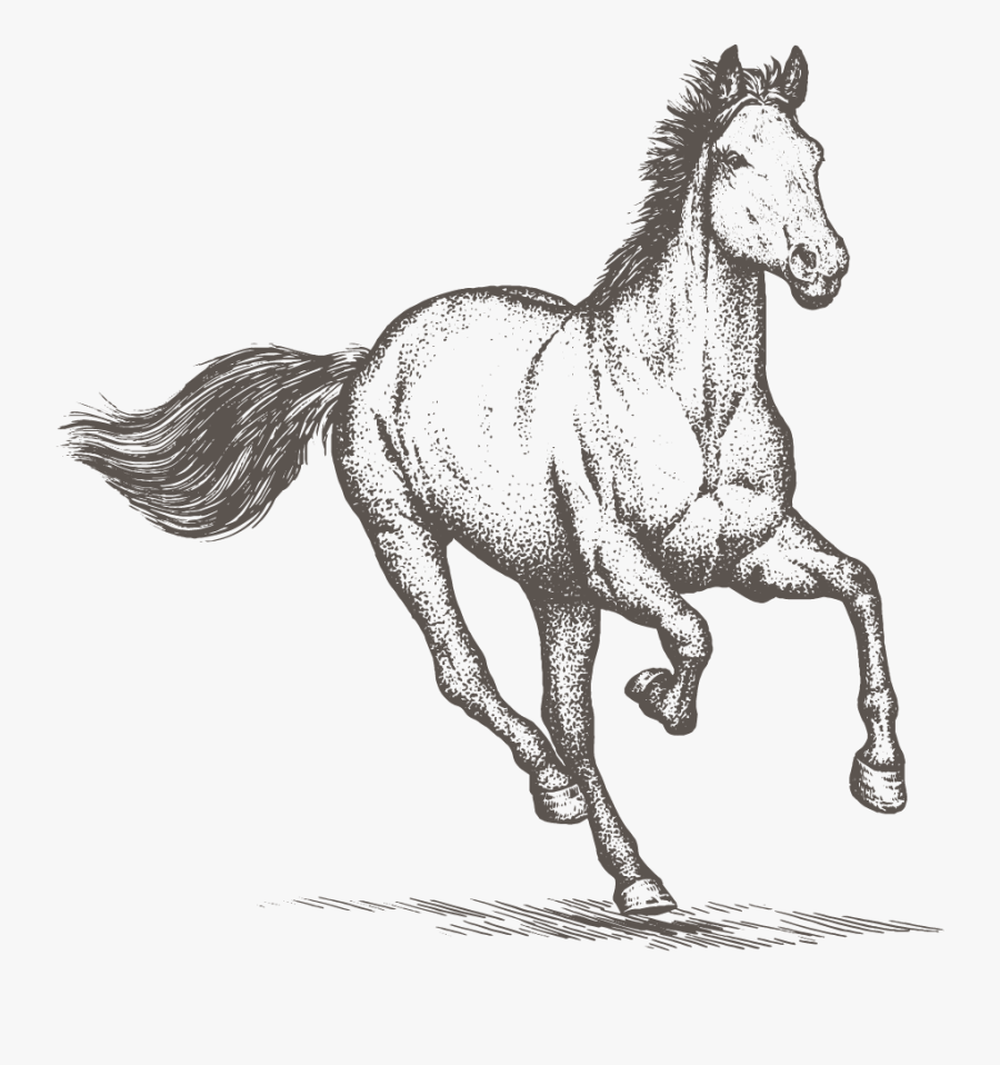 Trading Horse - Transparent Horse Sketch Png, Transparent Clipart