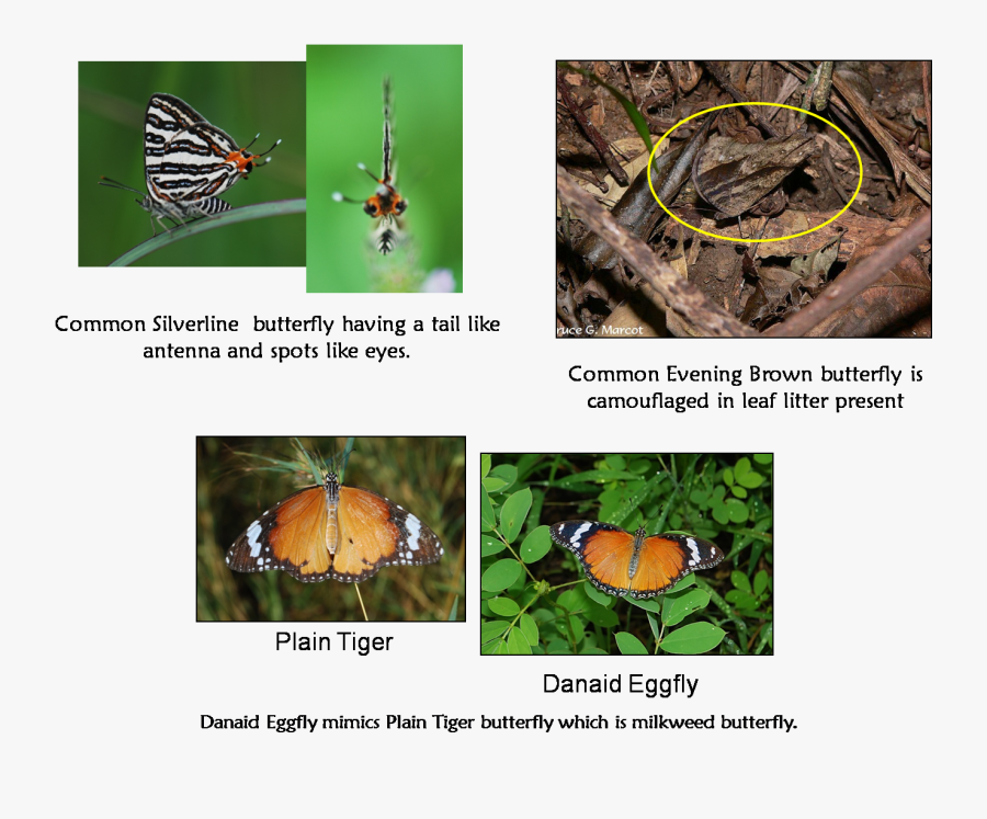 Common Butterflies - Japanese Beetle, Transparent Clipart