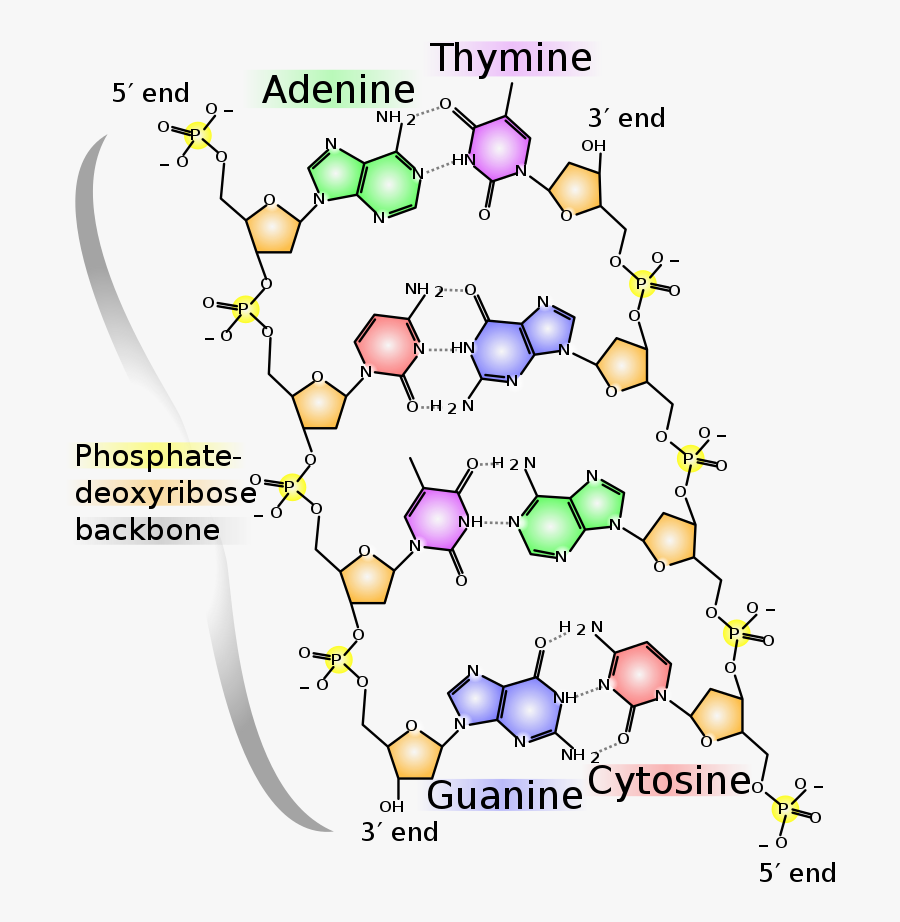 Molecular Structure Of Dna, Transparent Clipart