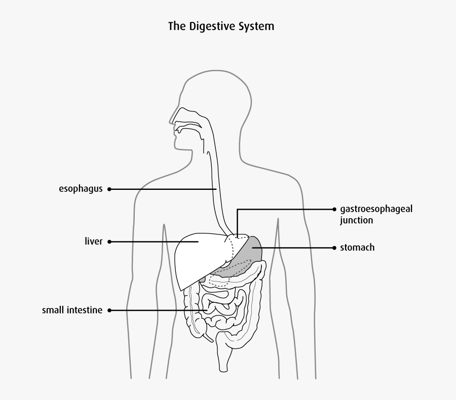 Diagram Of The Digestive System - Anatomy And Physiology Esophagus, Transparent Clipart