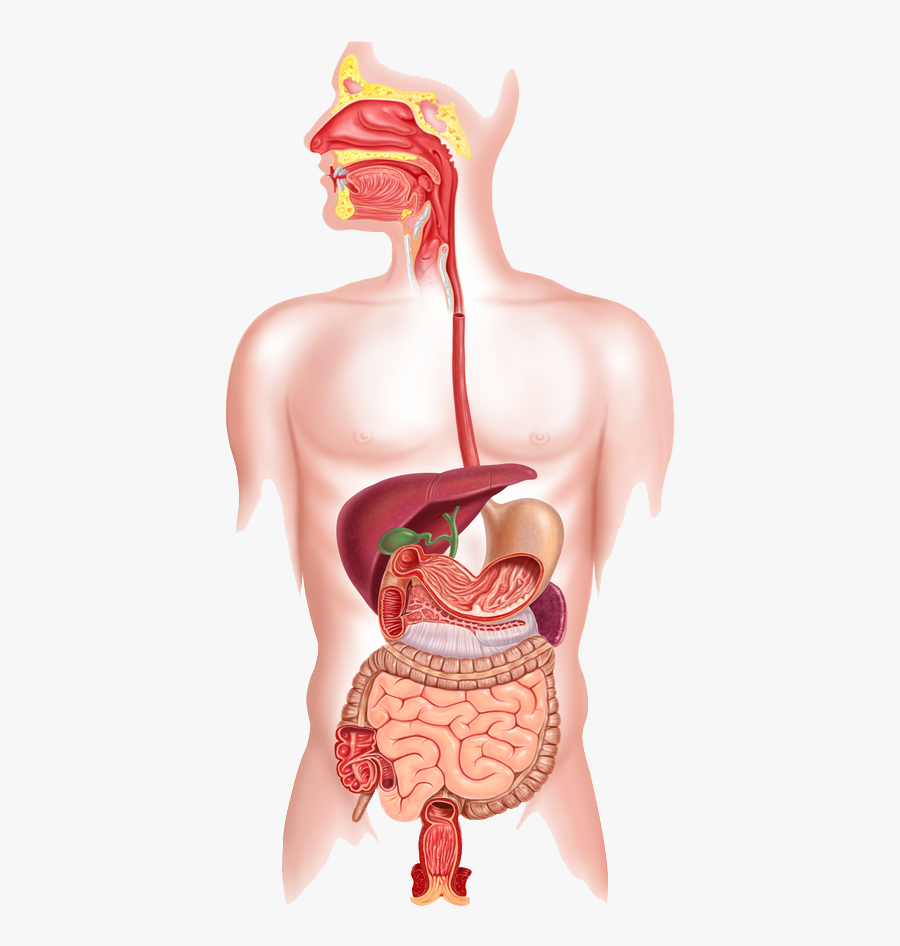 Mouth And Esophagus - Digestive System , Free Transparent Clipart