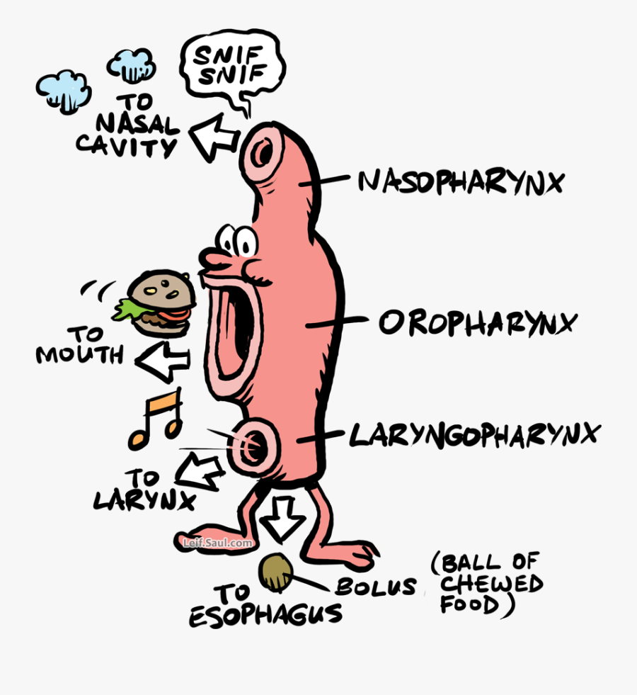 Pharynx Depicted With Legs, Eyes, And Nose - Pharynx Cartoon, Transparent Clipart