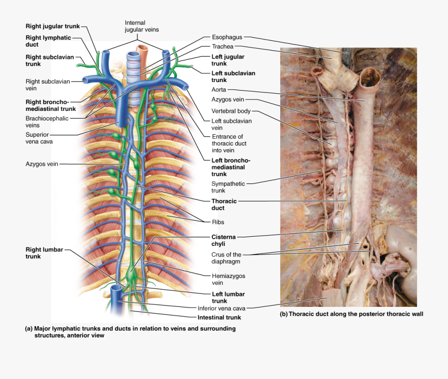 Drawing Veins Left Wrist, Transparent Clipart