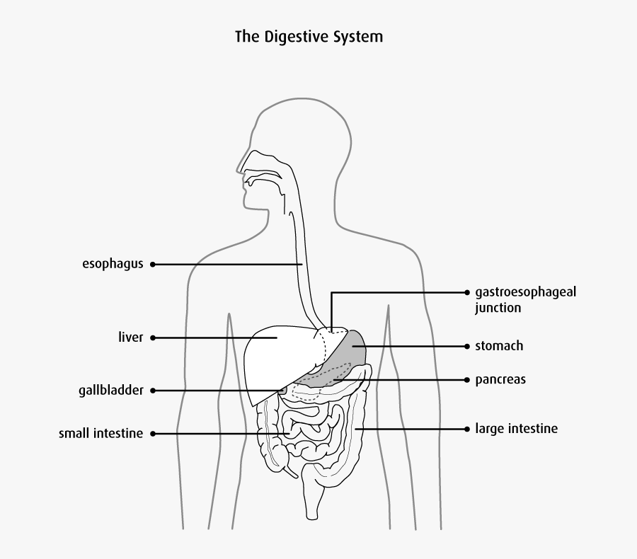 Anatomy And Physiology Esophagus, Transparent Clipart