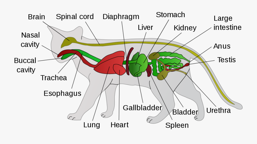 Mammal Alimentary Canal - Sistema Digestivo Del Gato, Transparent Clipart