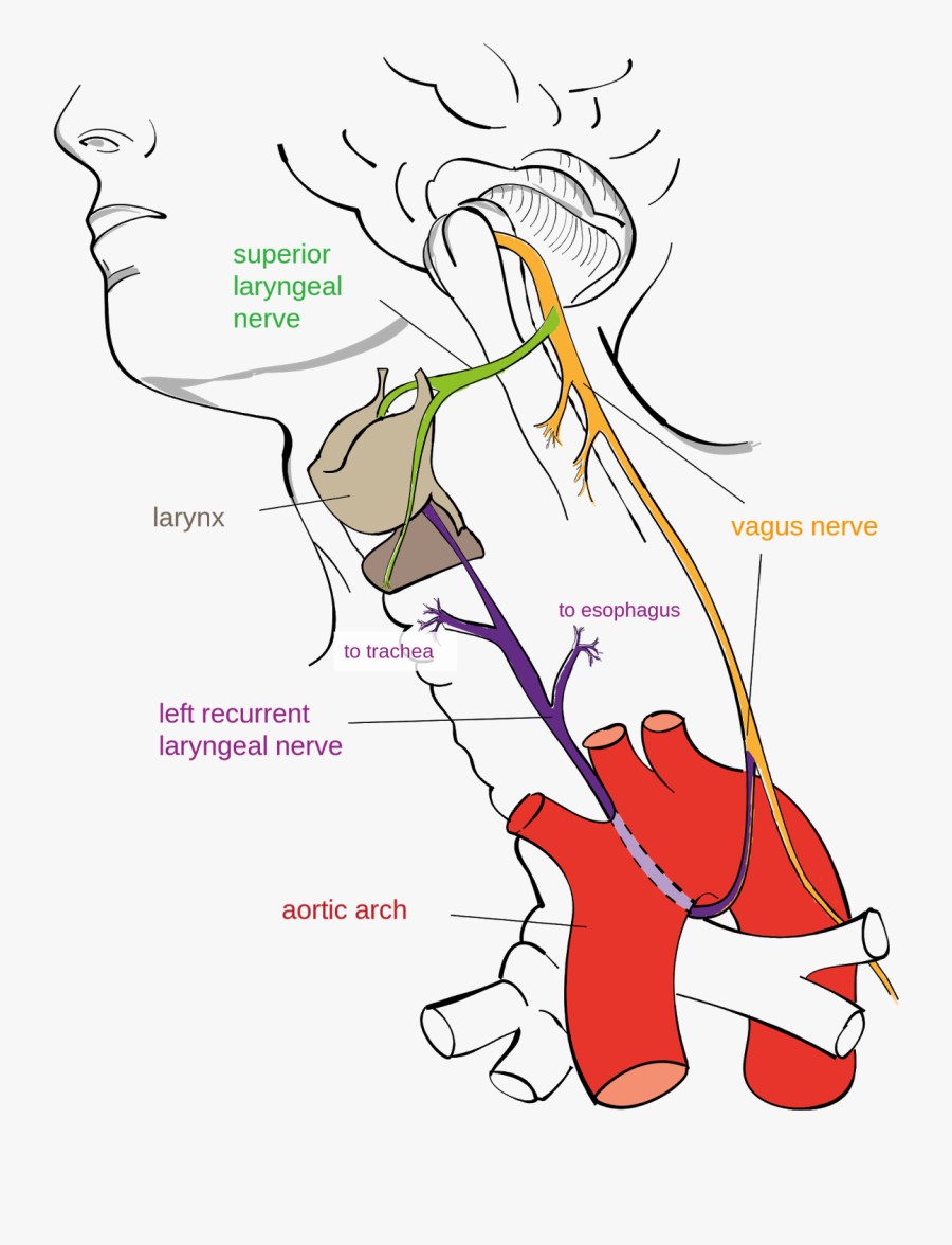 Vagus Nerve, Transparent Clipart