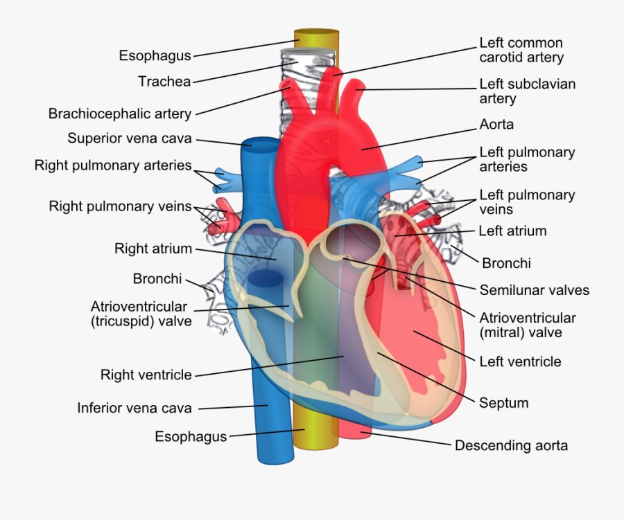 Diagram Of The Heart, Transparent Clipart