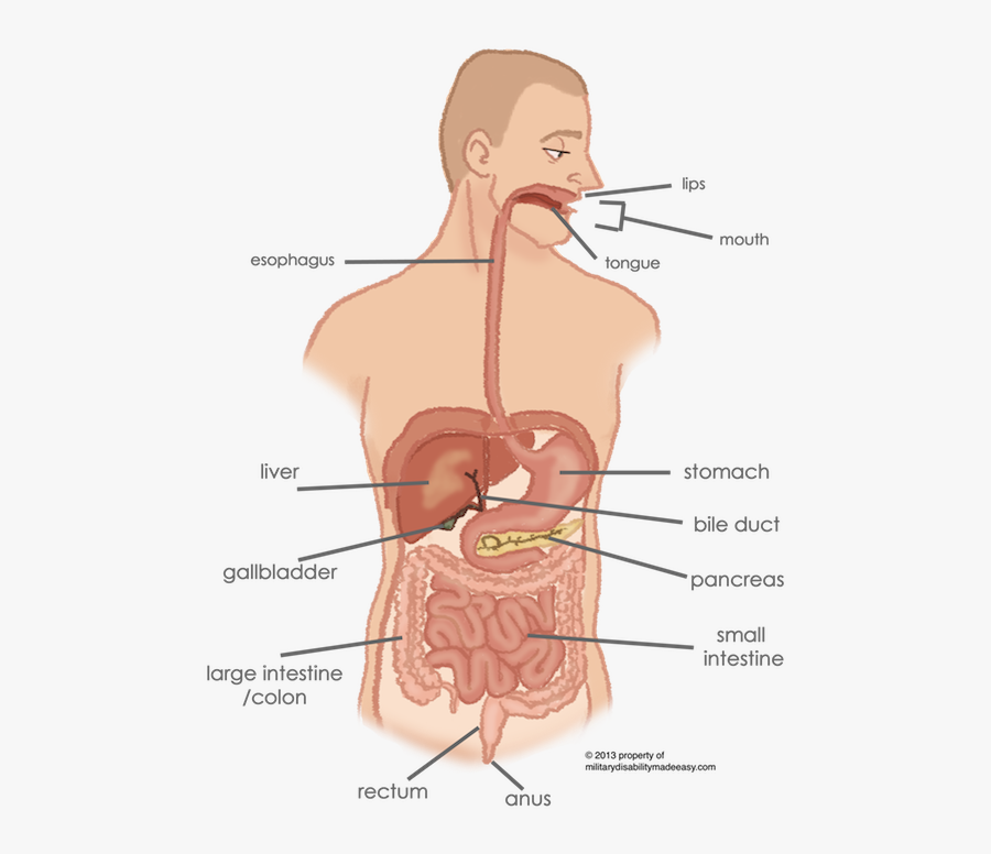 Butthole Drawing Perineum - Esophagus Connection To Stomach, Transparent Clipart